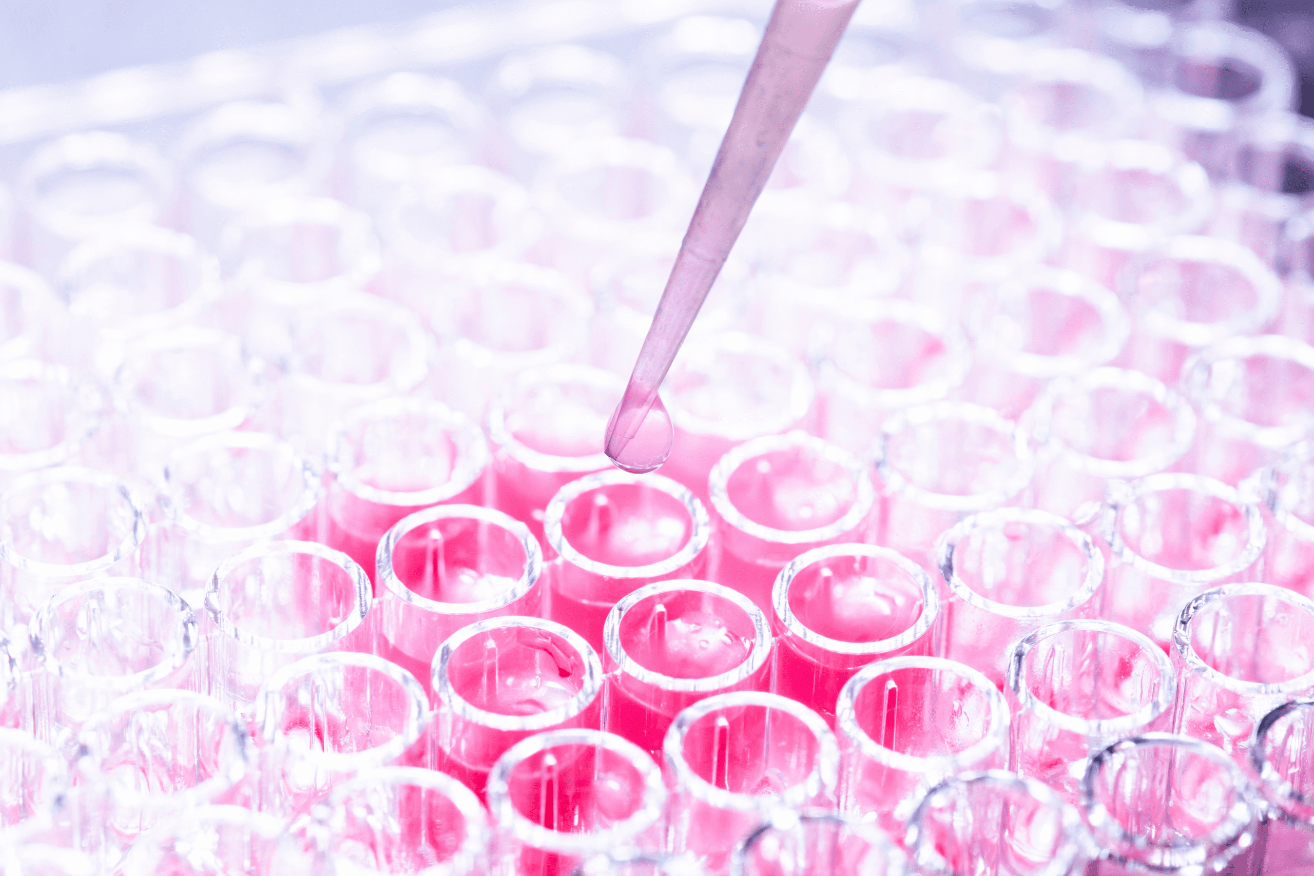 Close-up view of cell culture in a laboratory setting, showcasing cellular growth and nutrient-rich medium.