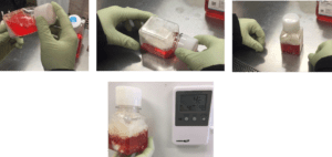 Steps for mixing and storing reconstituted Cellastim-S recombinant albumin in a laboratory