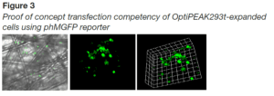 Fluorescent microscopy images showing transfection competency of HEK293t cells in iCELLis bioreactor using phMGFP reporter