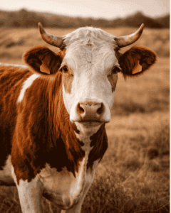 Brown and white cow standing in a dry pasture landscape.