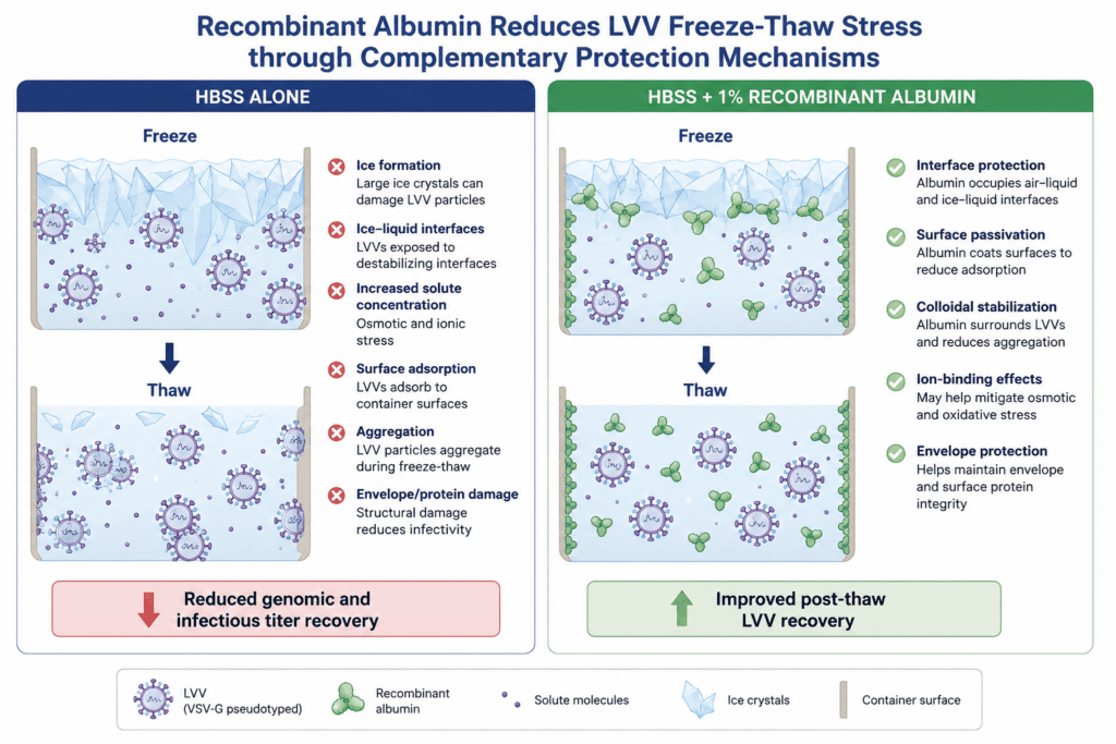 Illustration comparing lentiviral vector freeze-thaw stress in HBSS alone versus HBSS with 1% recombinant albumin. HBSS alone shows ice formation, surface adsorption, aggregation, and envelope damage leading to reduced genomic and infectious titer recovery, while recombinant albumin provides interface protection, surface passivation, colloidal stabilization, ion-binding effects, and envelope protection to improve post-thaw LVV recovery.
