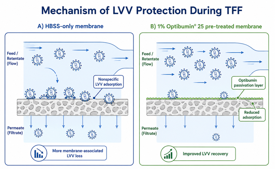 Two-panel scientific illustration comparing HBSS-only and 1% Optibumin® 25 pre-treated TFF membranes. The HBSS-only membrane shows lentiviral vector adsorption and greater membrane-associated loss, while the Optibumin-treated membrane shows a passivation layer, reduced adsorption, and improved LVV recovery. 